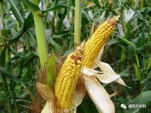 ���׶d���c�՗U��ԭ����