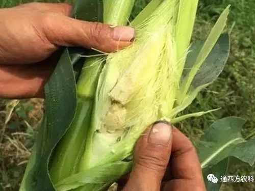 ���׶d���c�՗U��ԭ����