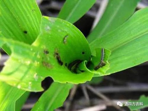 ���הQ����ô�k����ץ�o��Q��Ӱ푮a(ch��n)��!!!