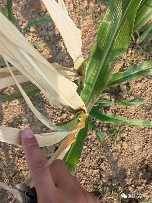 ���쵽��(l��i)��������ģʽ���_(k��i)������(du��)������ɶΣ��������A(y��)����